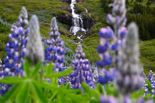 Day 9 - Isafjordur