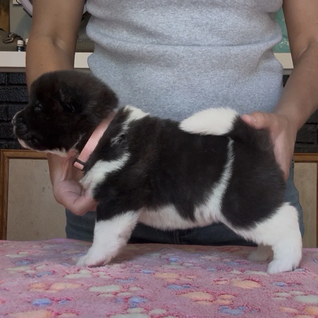 Girl 6 Light pink collar - 3 weeks old