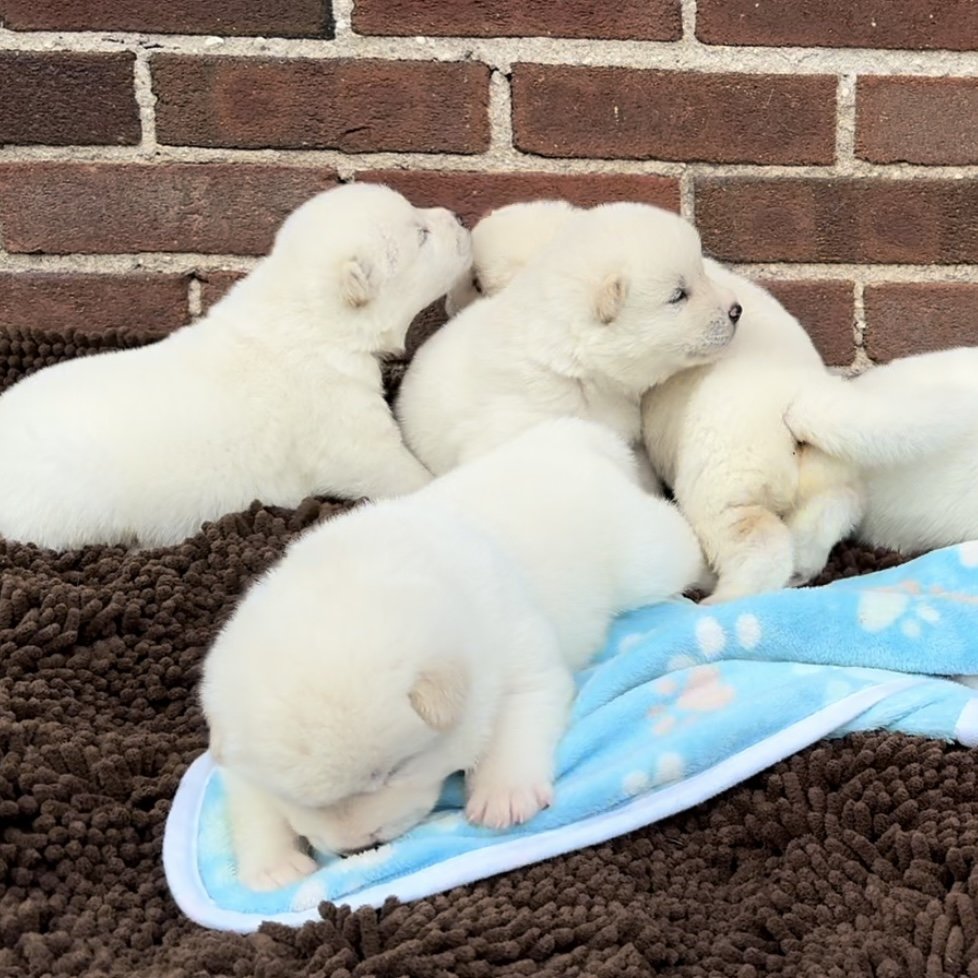 Boys - 2 1/2 weeks old