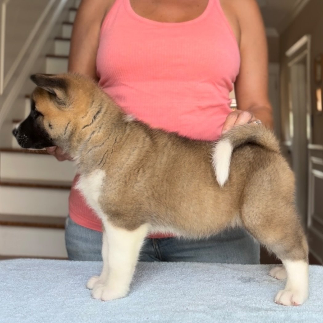 Girl 3 - 7 weeks old. Reserved Samantha