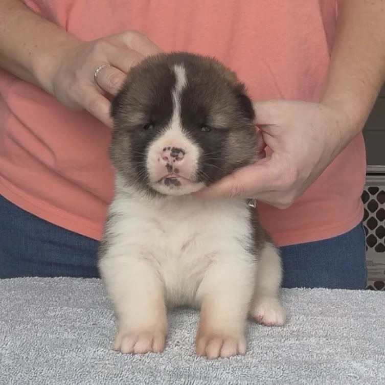 Girl 5 - 3 weeks old