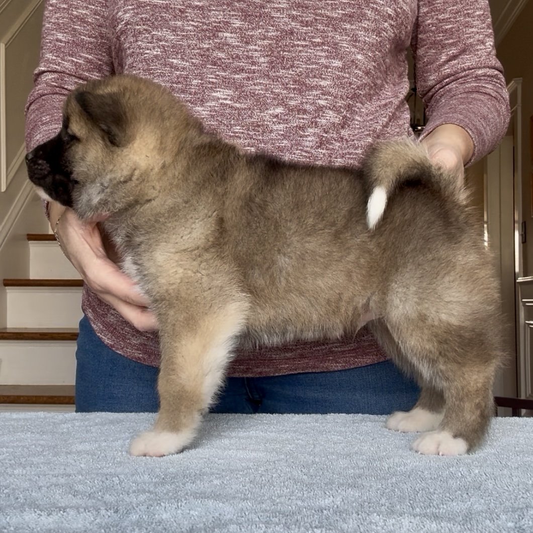 Boy 2 - 5 weeks old. Reserved. Laura