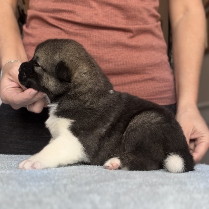 Girl 1 - 3 weeks old