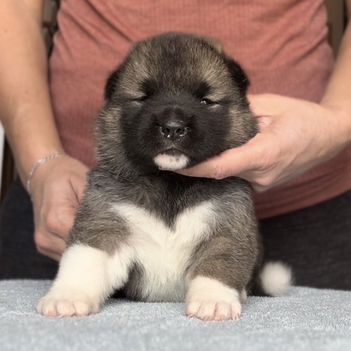 Girl 2 - 3 weeks old