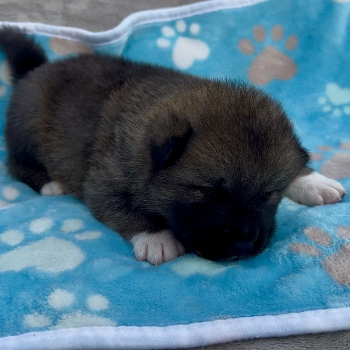 Boy 2 - 2 weeks old
