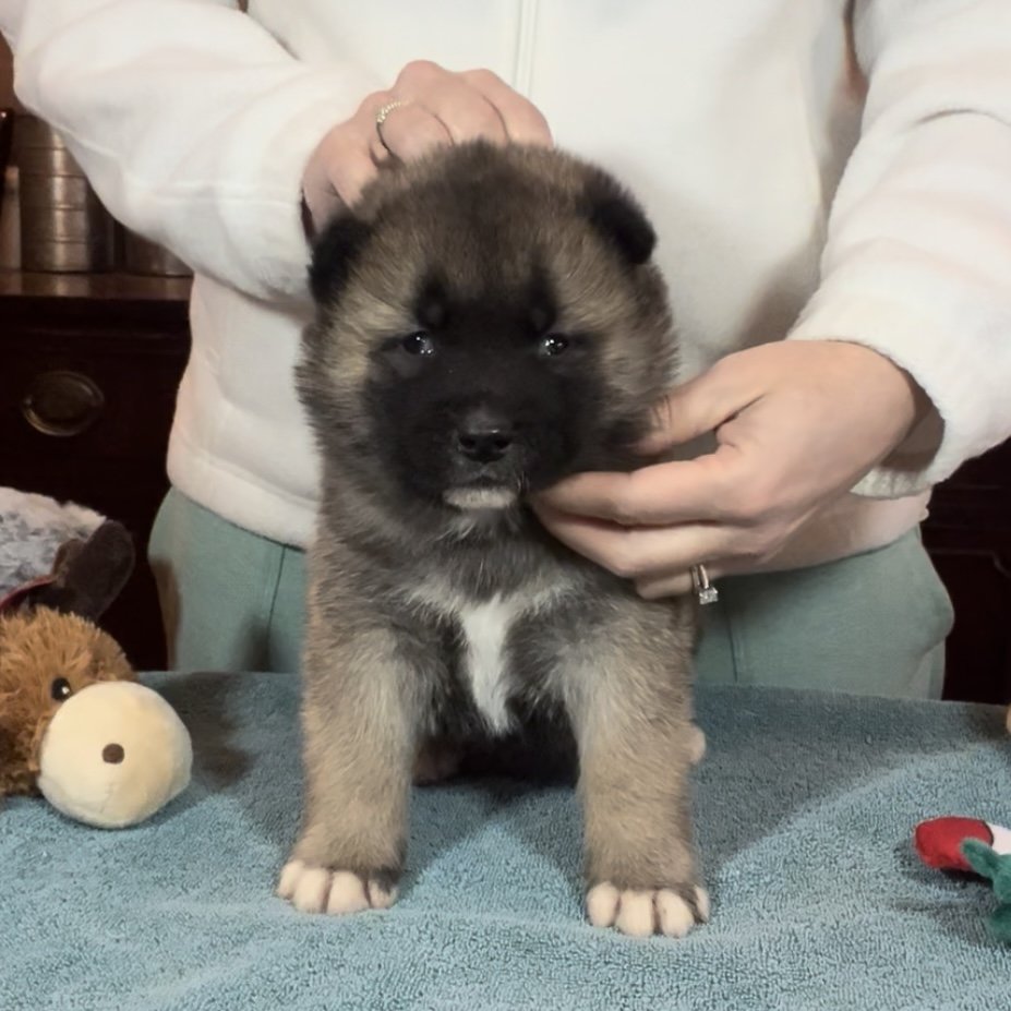 Boy 1 blue collar - Reserved. Sam