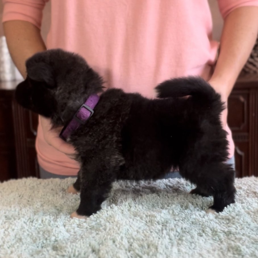 Girl 2 purple collar