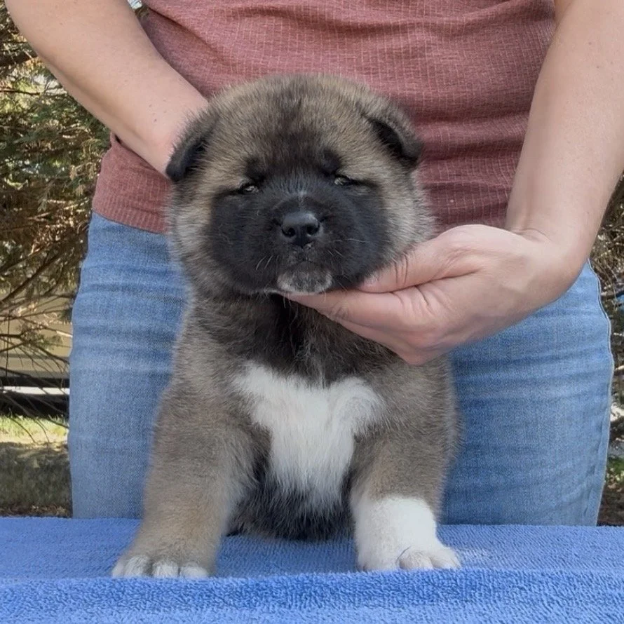 Girl 1 - 4 weeks old. Reserved. Wanda