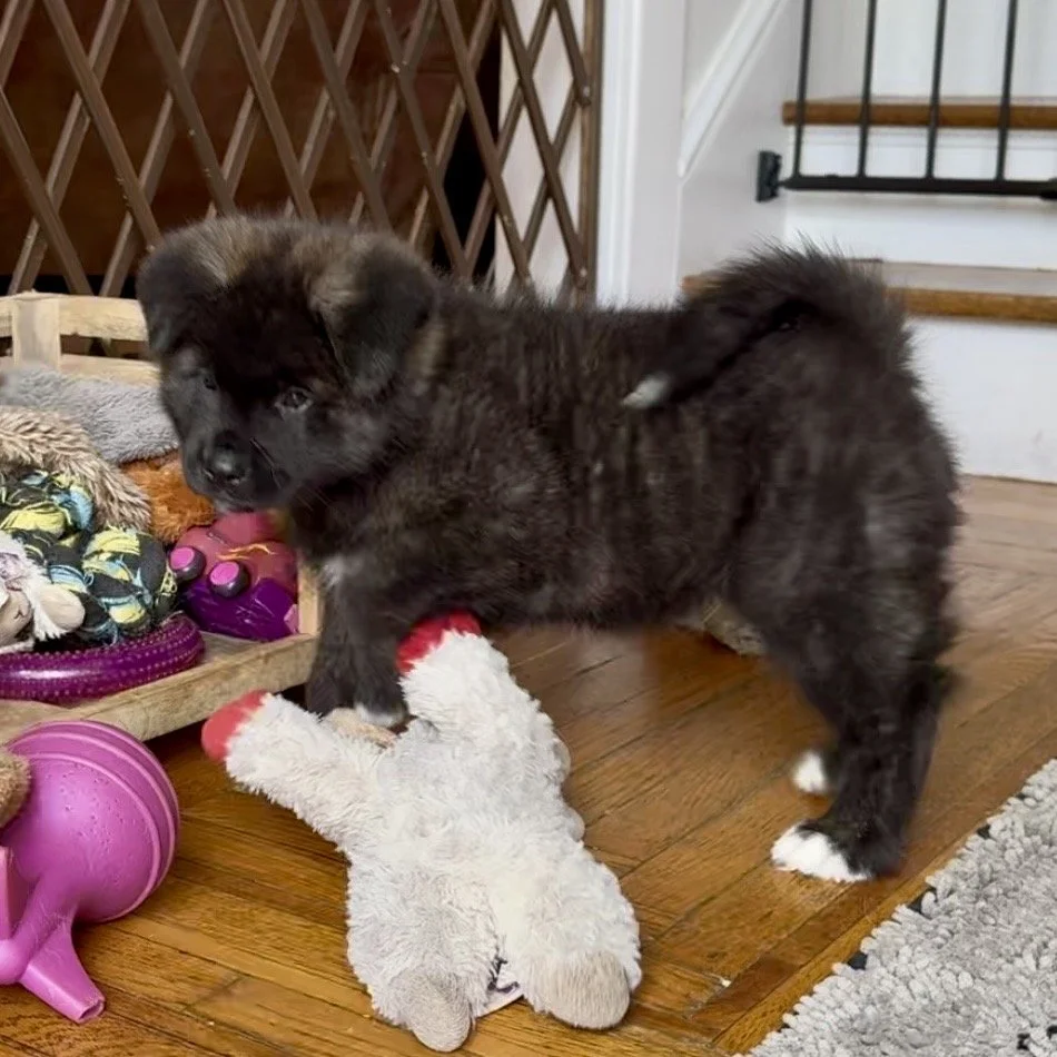 Boy 2 Navy collar - 7 weeks old. Reserved. Cecilia