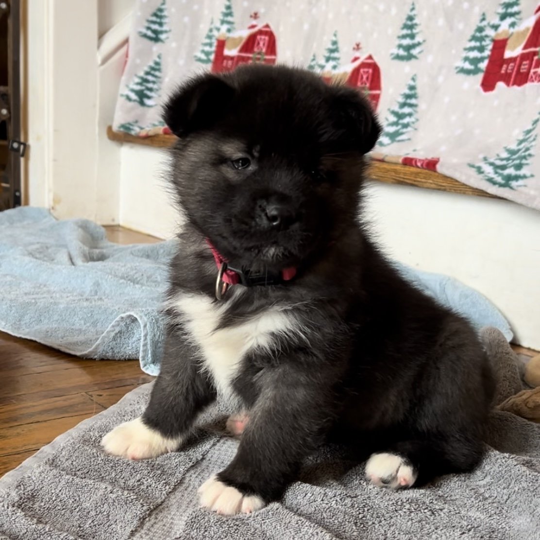 Girl 1 pink collar - Reserved. Maria