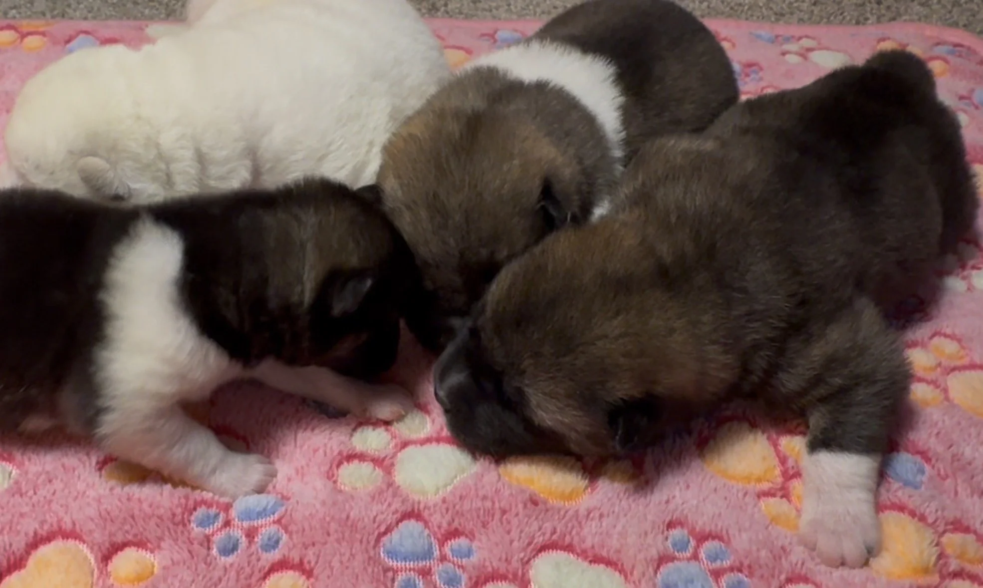 Girls - 1 week old