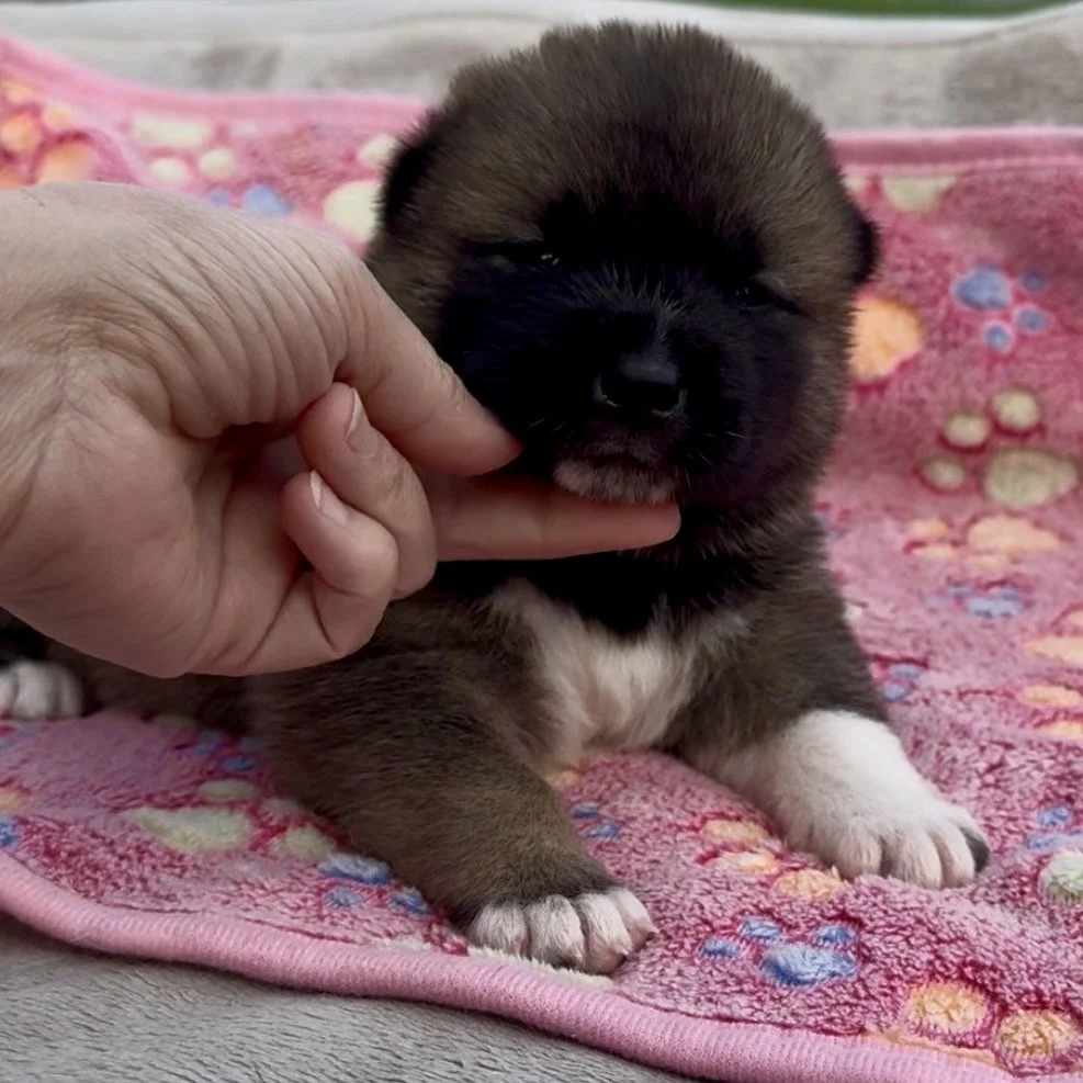 Girl 1 - 2 weeks old