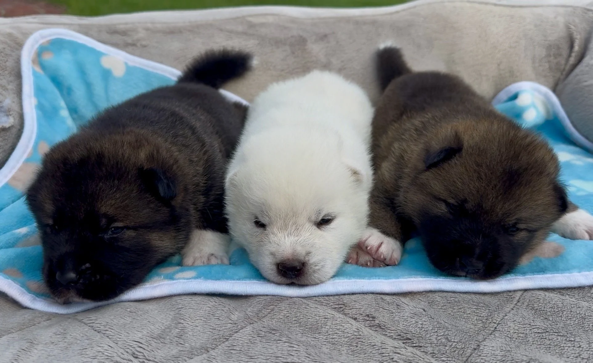 Boys - 2 weeks old