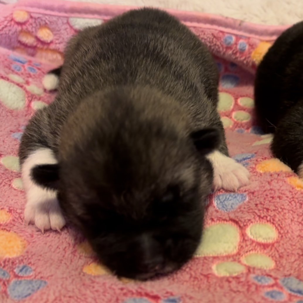 Girls - 1 week old