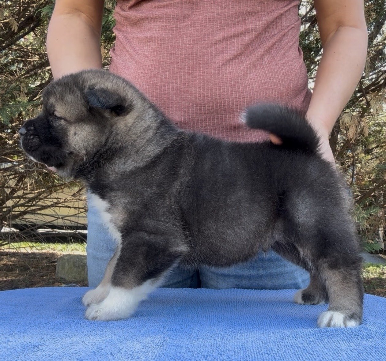 Boy 1 - 4 weeks old. Reserved. Holly