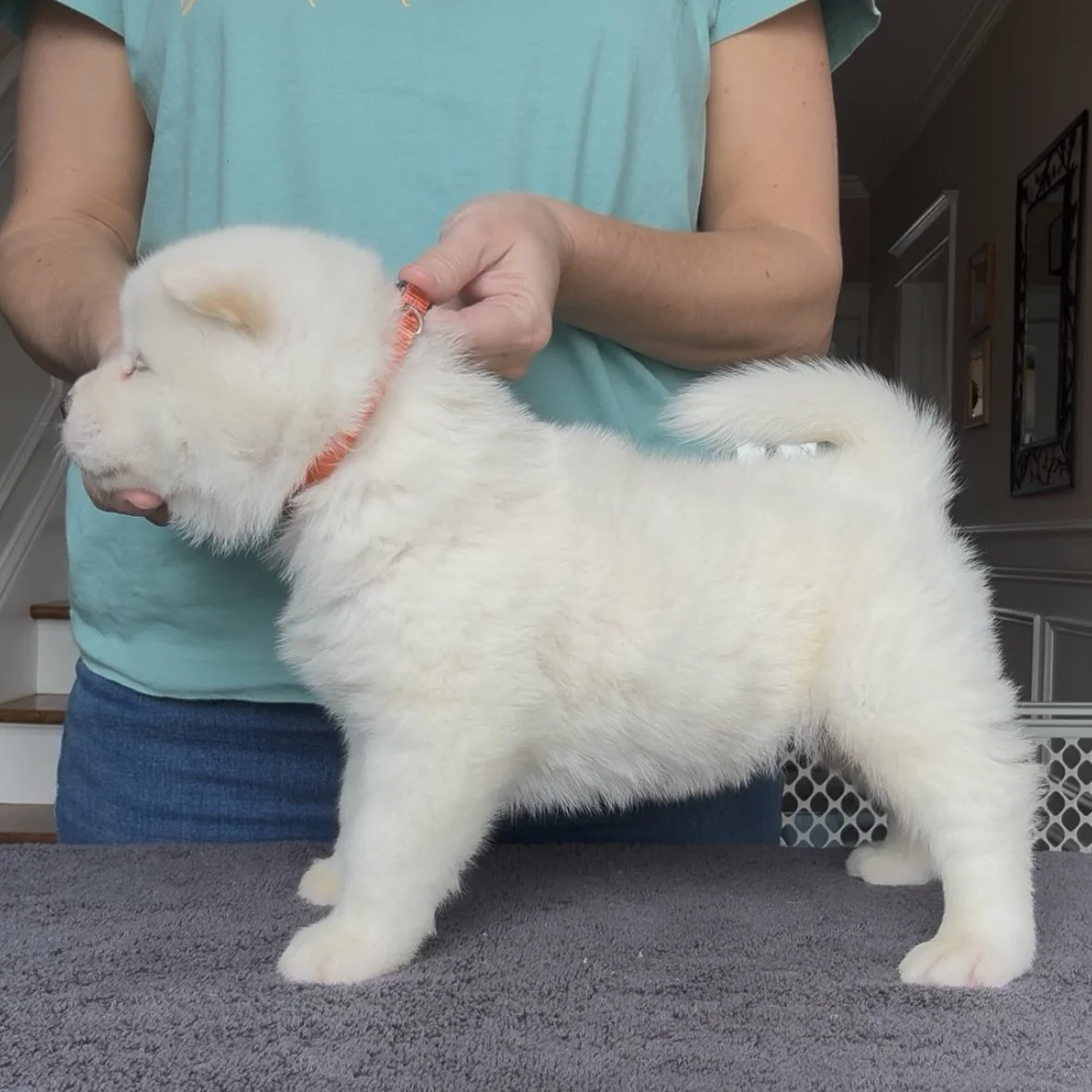 Boy Orange Collar - 4 weeks old. Reserved Alexis