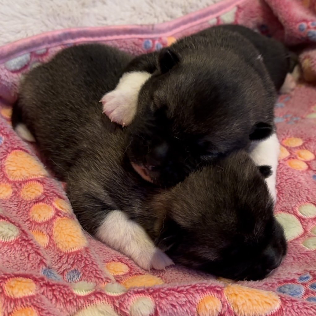 Girls - 1 week old