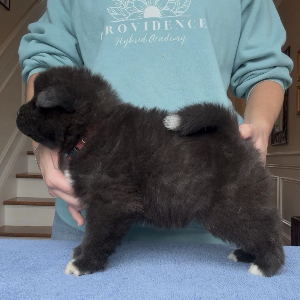 Boy 1 Brick red collar - 4 weeks old. Reserved. Cassandra