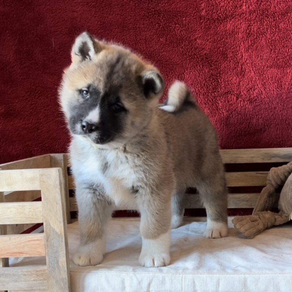 Boy 6 yellow collar - Reserved. Maria