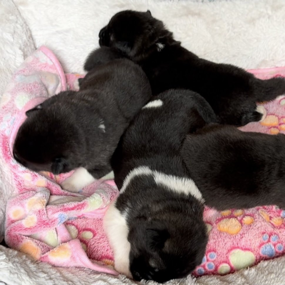 Girls - 1 week old
