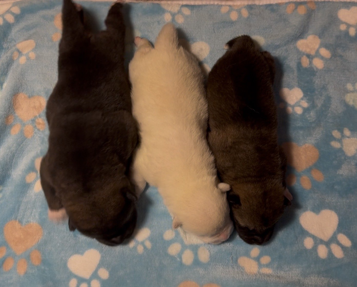 Boys - 1 week old
