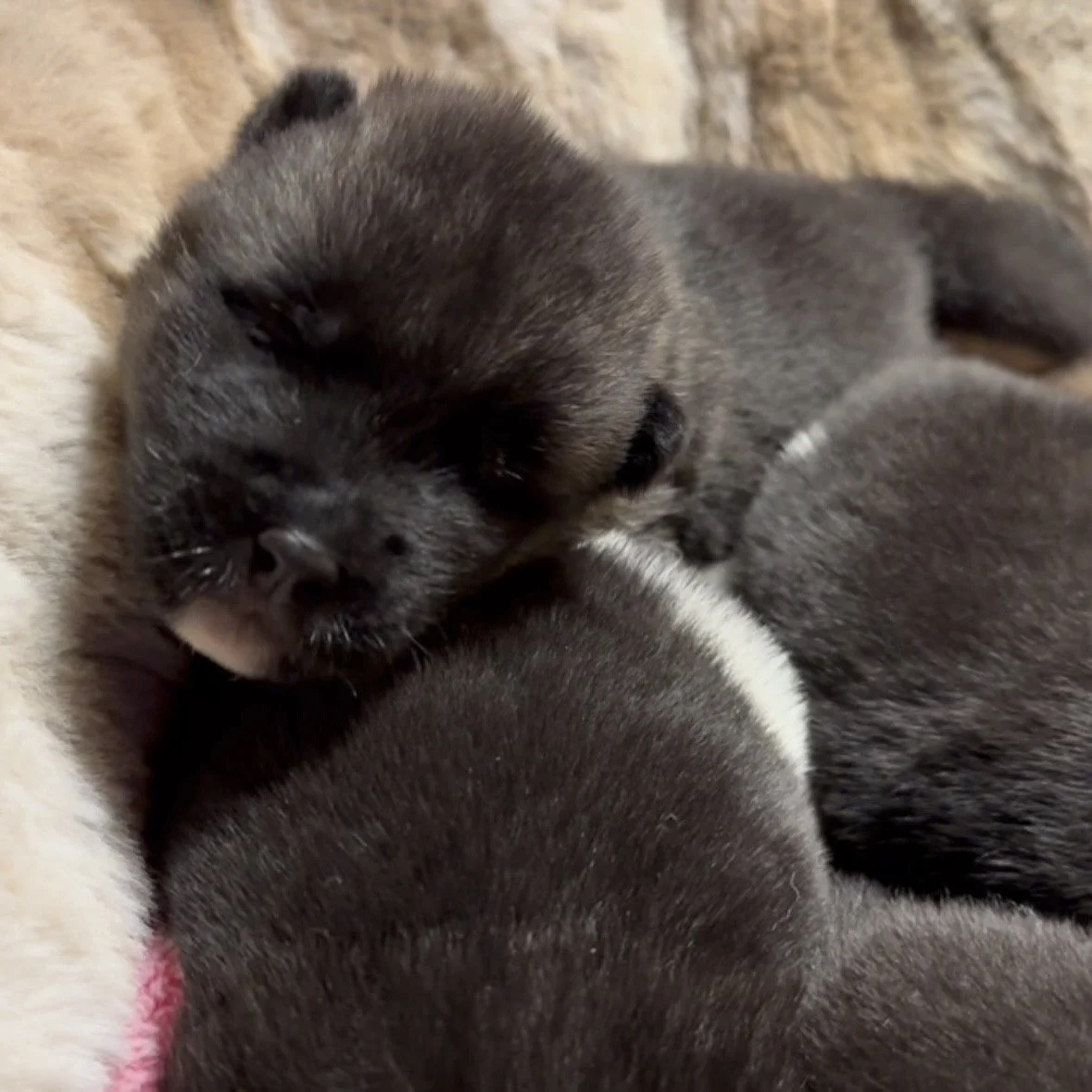 Girls 2 weeks old