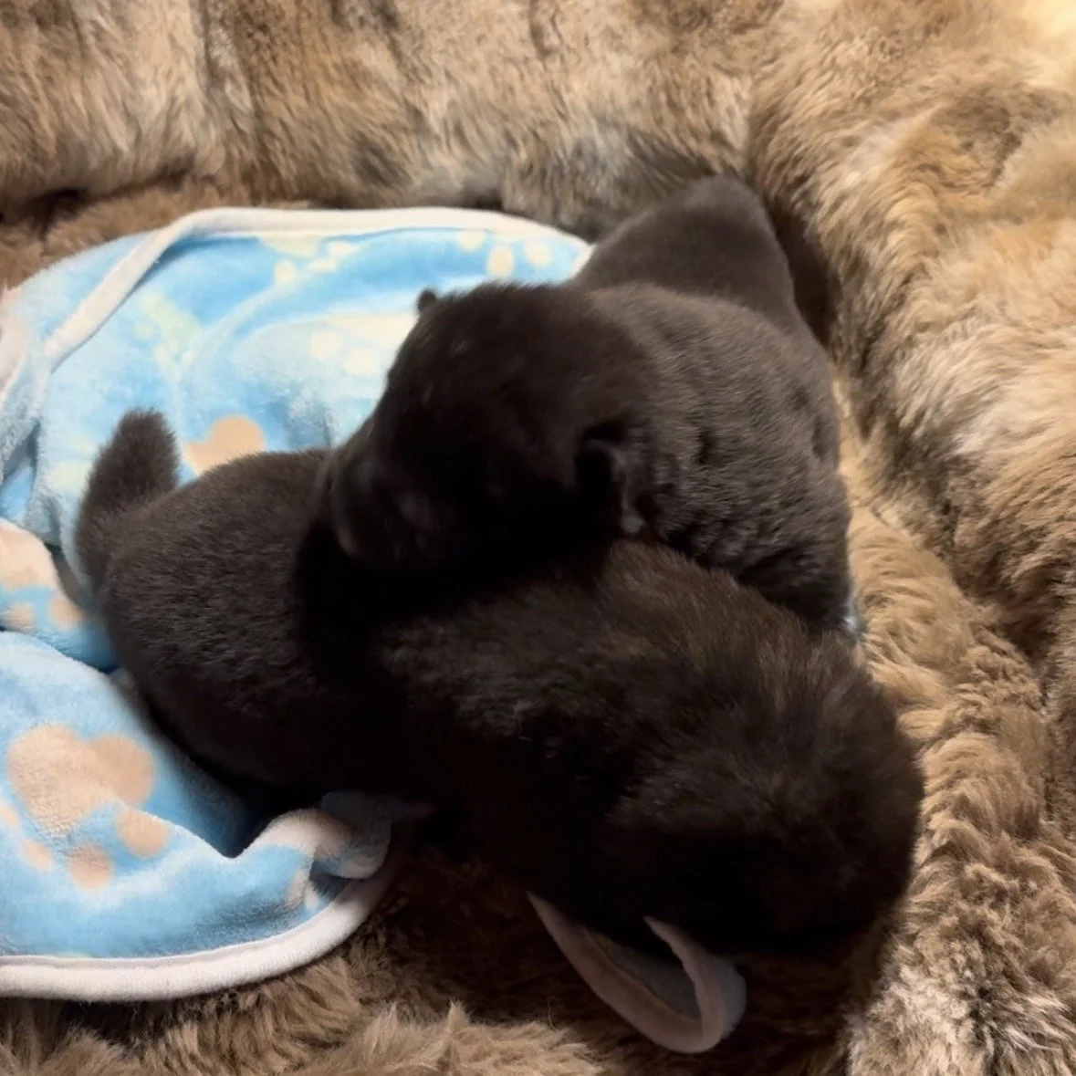 Boys 2 weeks old
