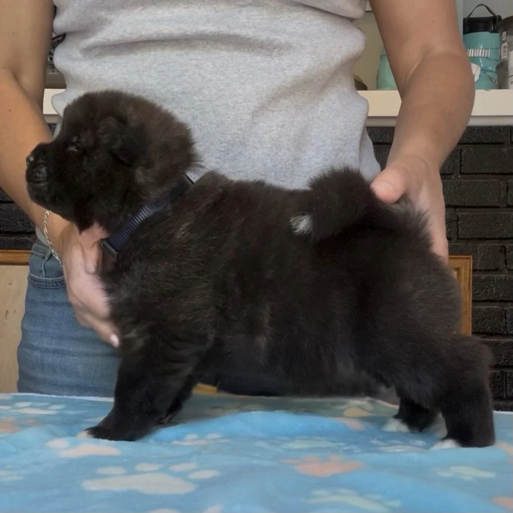Boy 2 Navy collar - 3 weeks old