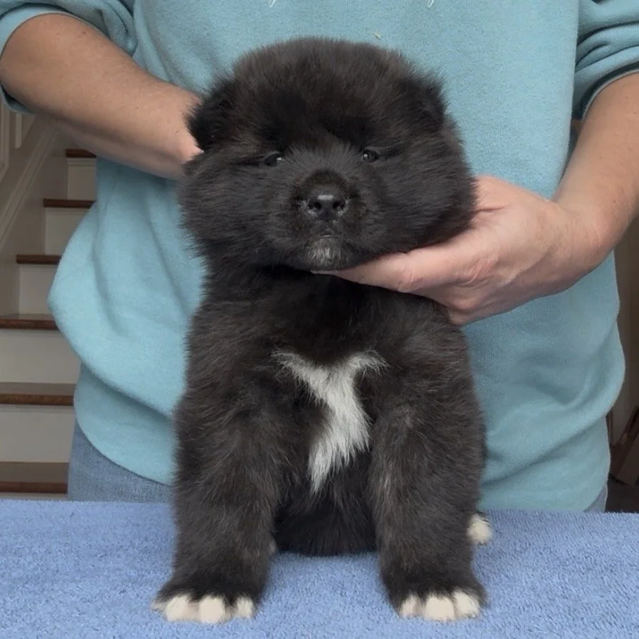 Boy 2 Navy collar - 4 weeks old. Reserved. Cecilia