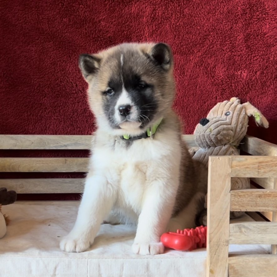 Boy 5 green collar - Reserved. Carlos