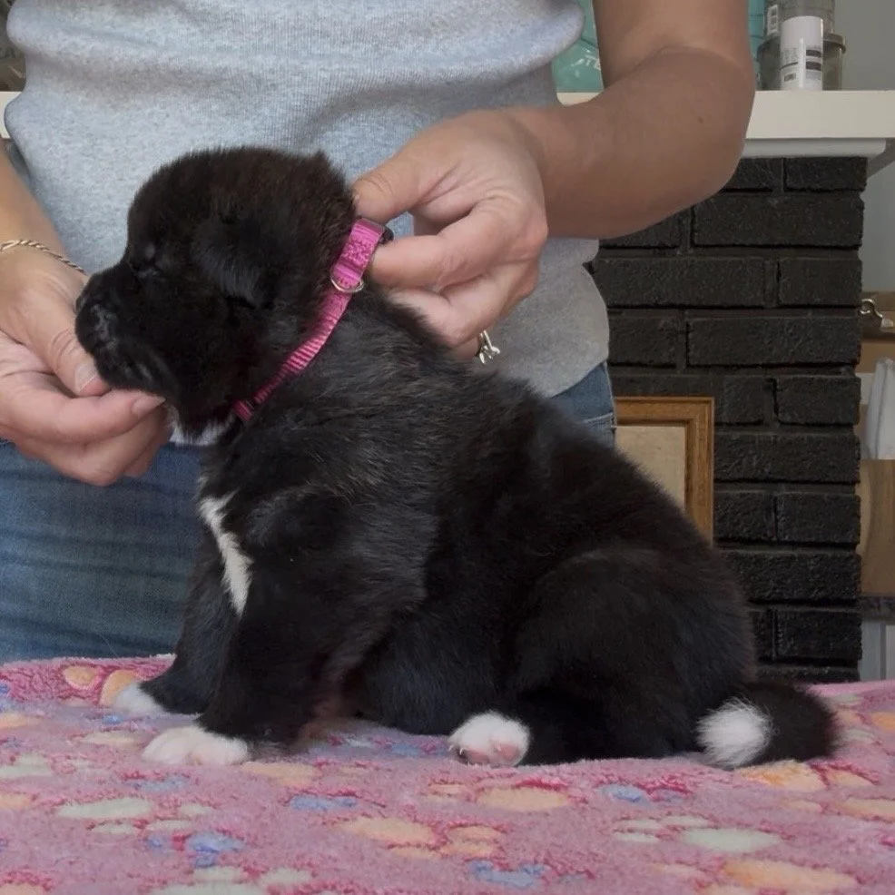 Girl 1 Dark pink collar - 3 weeks old