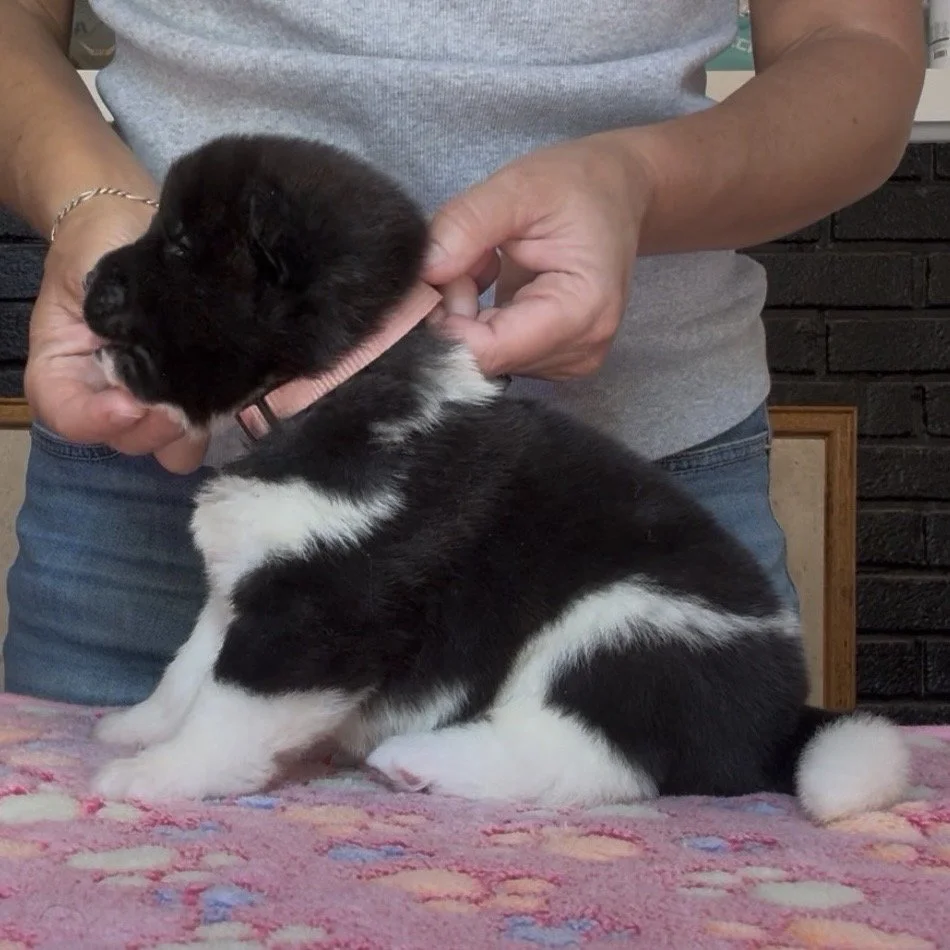 Girl 6 Light pink collar - 3 weeks old