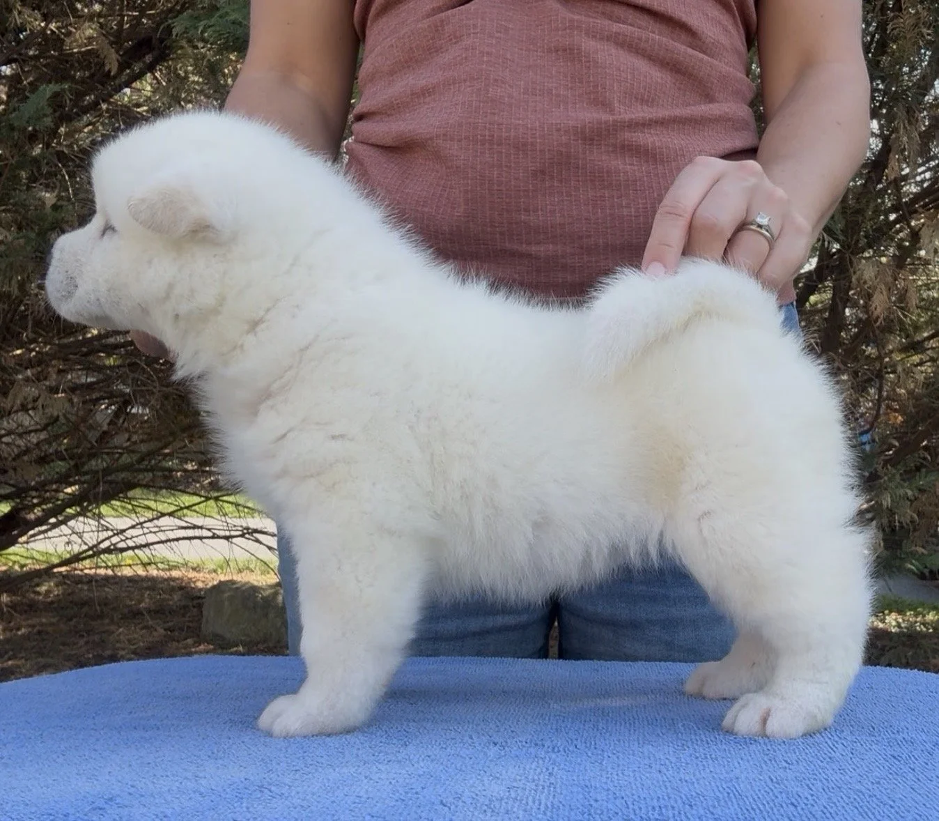 Girl 4 - 4 weeks old. Reserved. Tina