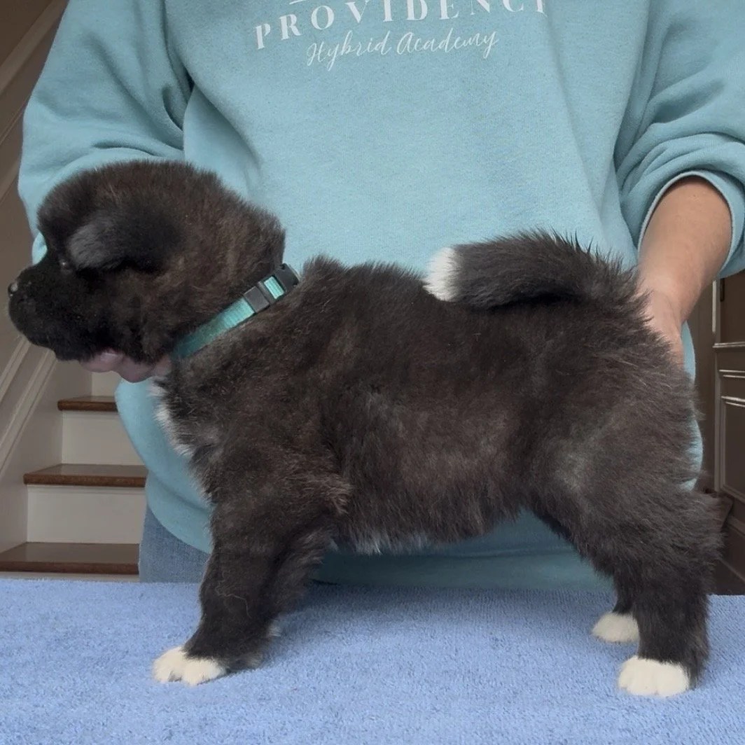 Girl 2 Teal collar - 4 weeks old.