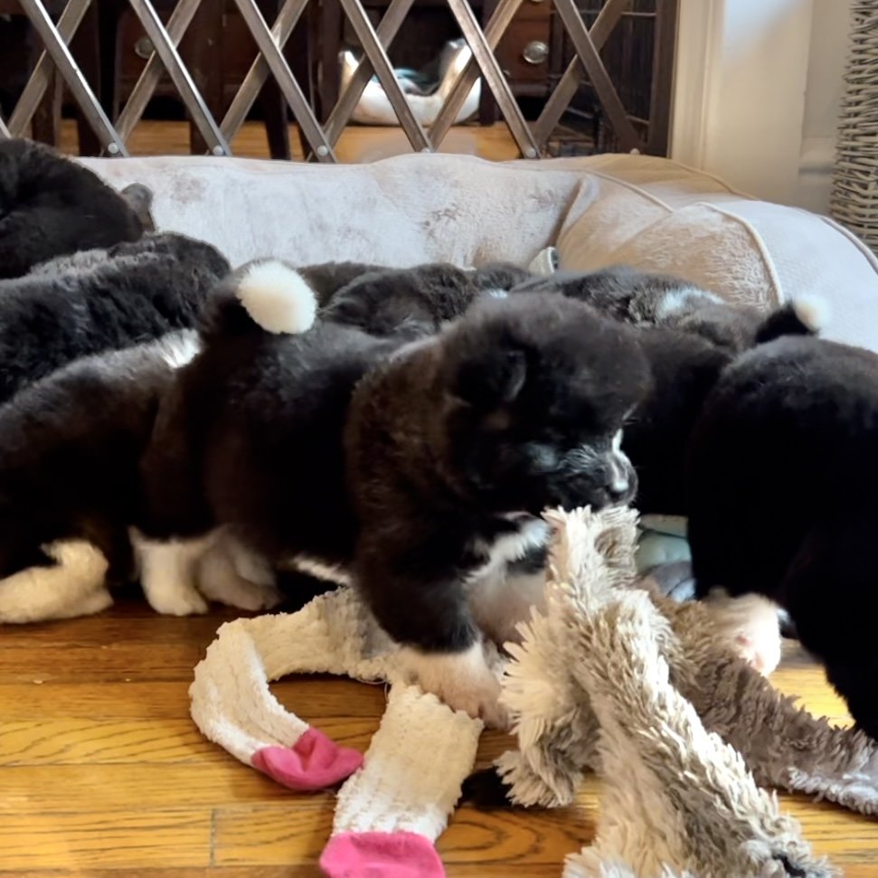 4 weeks old