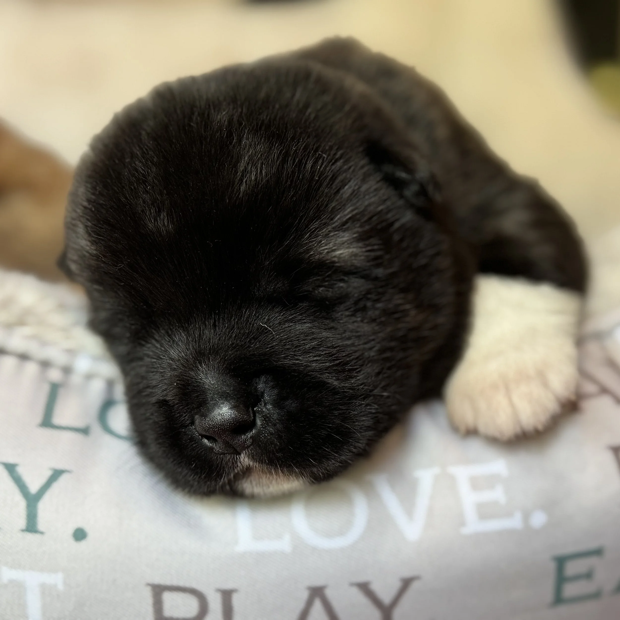 Boys - 2 weeks old