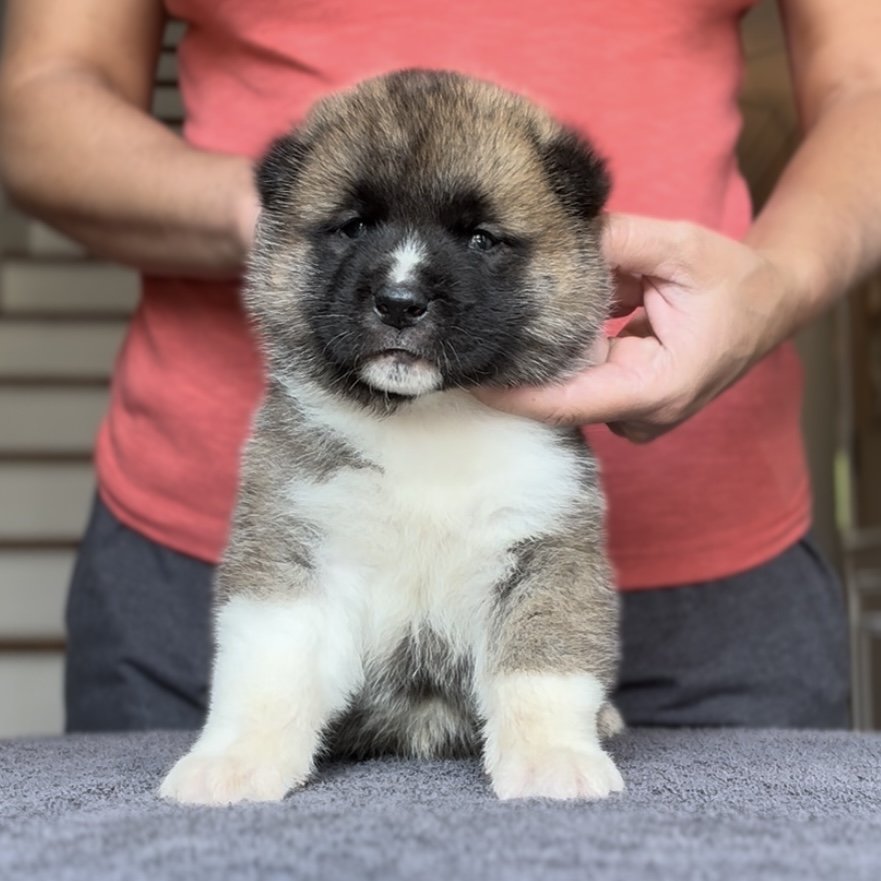 Boy 2 - 4 weeks old. Reserved Khanh