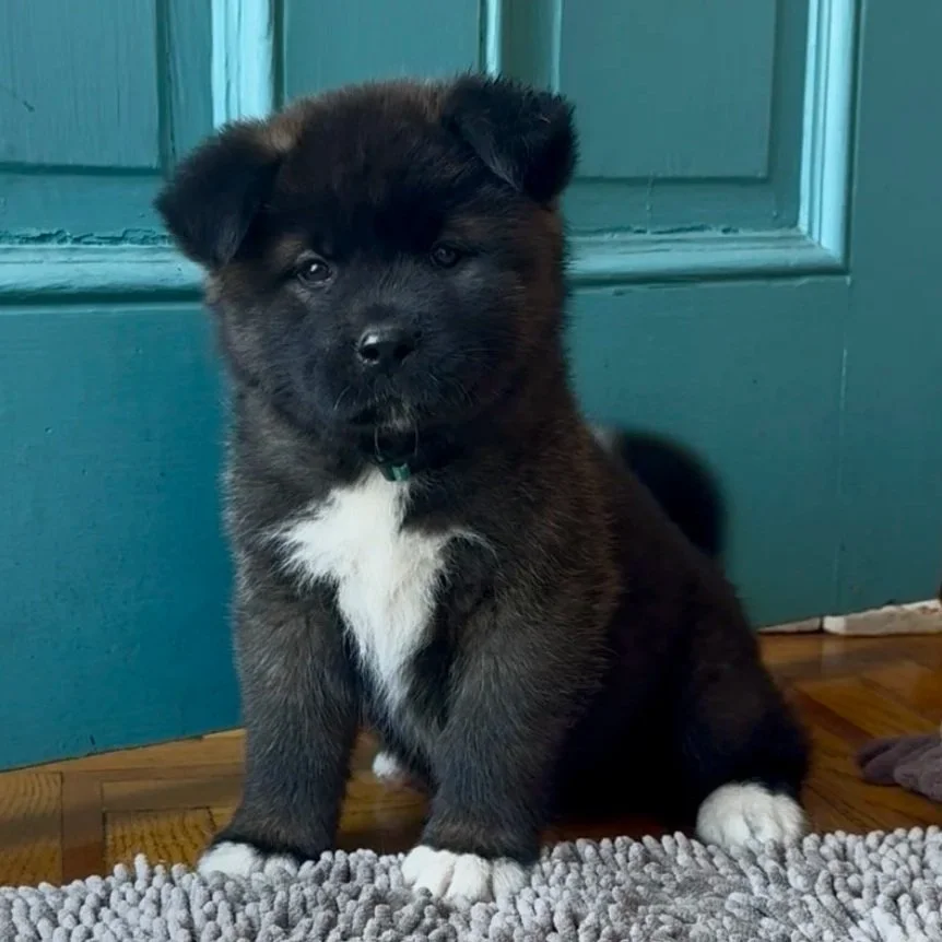 Girl 2 Teal collar - 7 weeks old