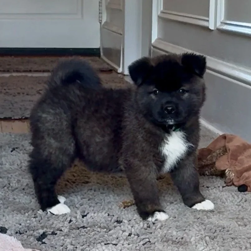 Girl 2 Teal collar - 7 weeks old