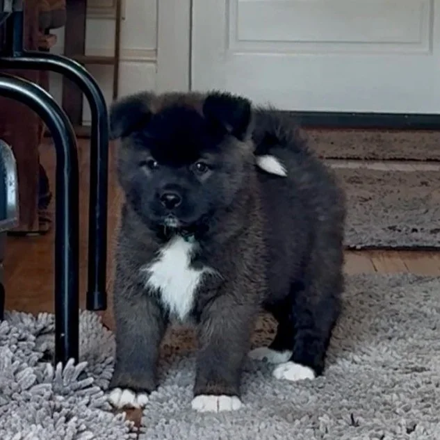 Girl 2 Teal collar - 7 weeks old