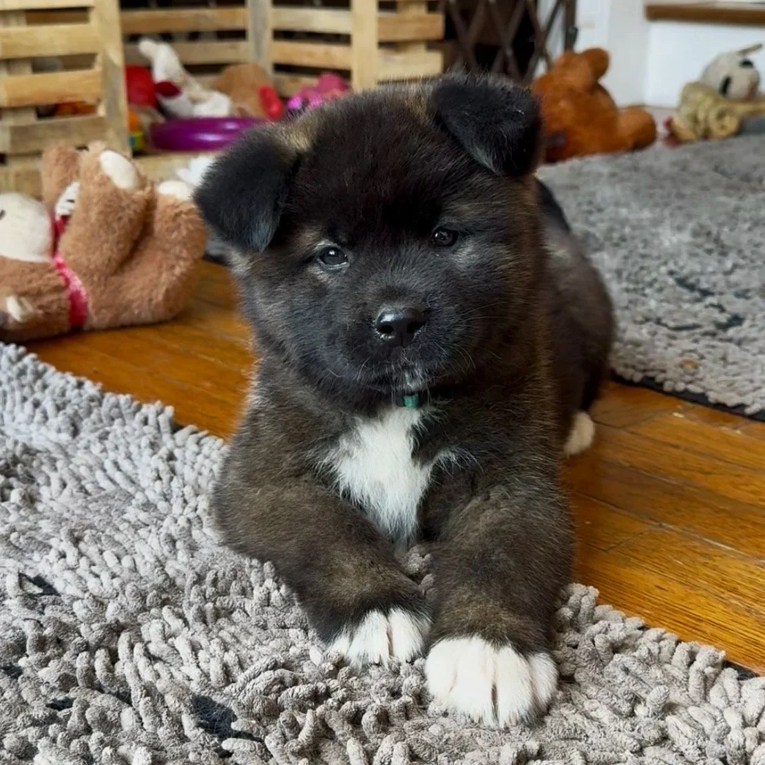 Girl 2 Teal collar - 7 weeks old