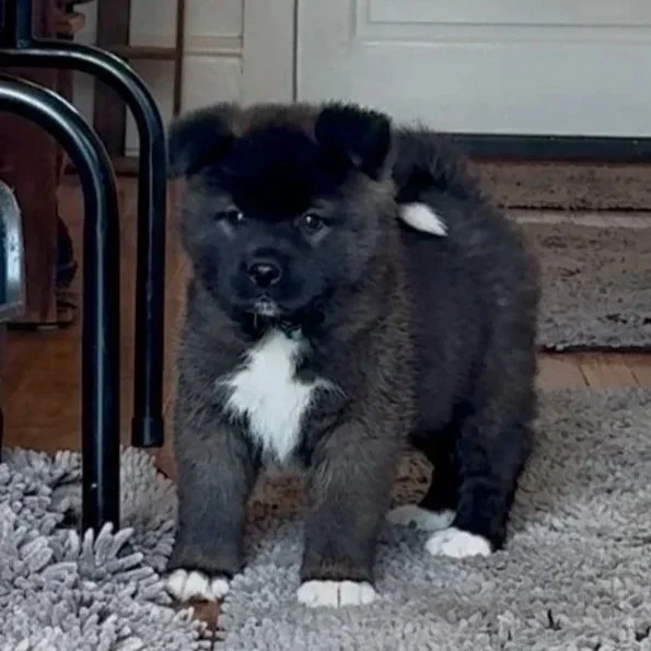 Girl 2 Teal collar - 7 weeks old. Reserved. Maggie