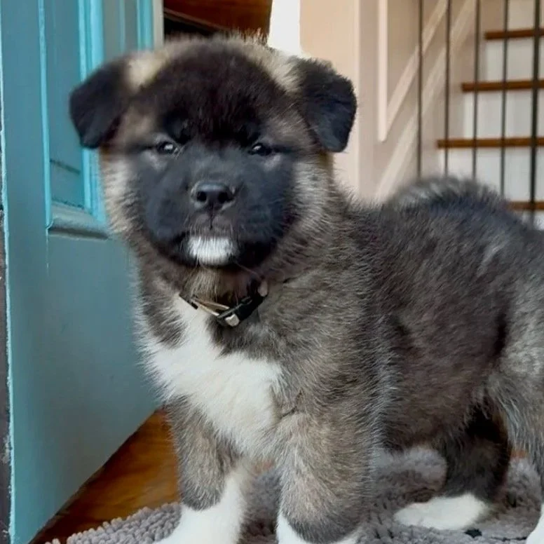 Girl 3 Silver collar - 7 weeks old. Reserved. Patricia
