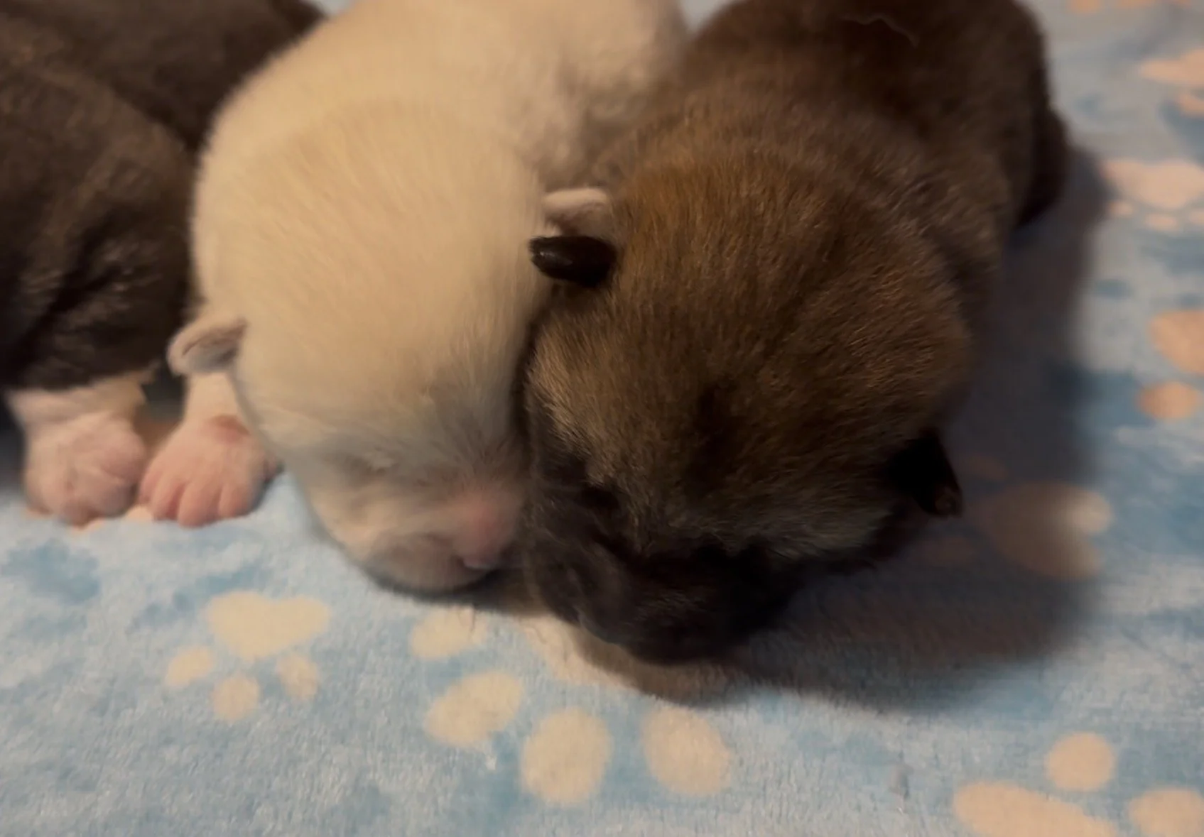 Boys - 1 week old