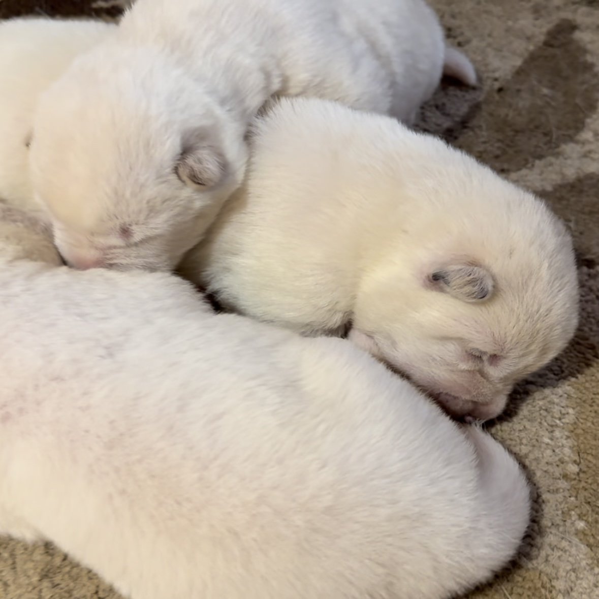 1 week old