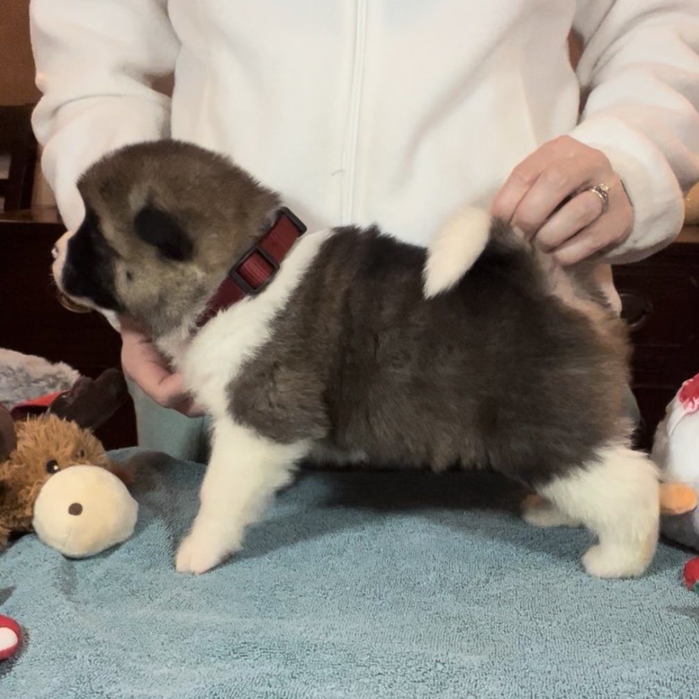 Boy 7 red collar - Reserved. Dana