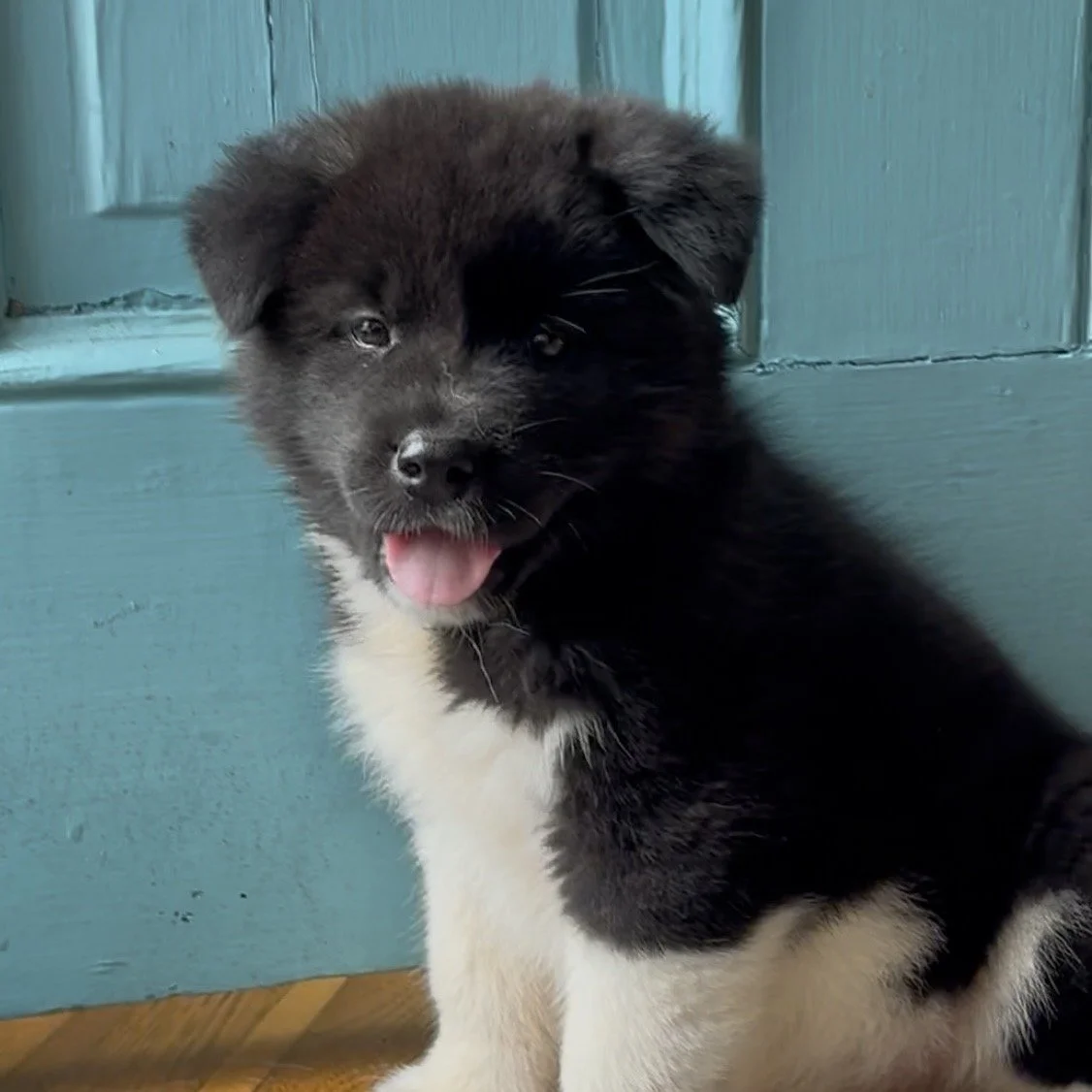 Girl 4 Pink paw collar - 7 weeks old. Reserved. Maryann