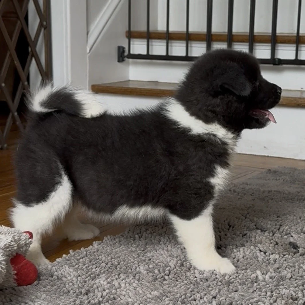 Girl 4 Pink paw collar - 7 weeks old. Reserved. Maryann