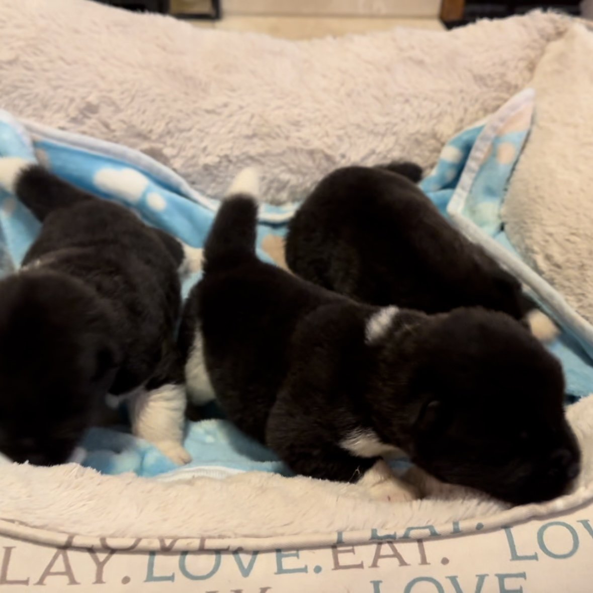 Boys 1 1/2 weeks old
