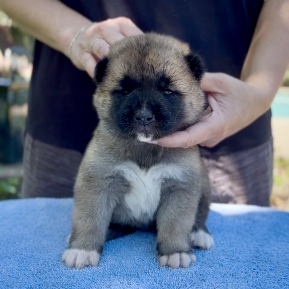 Boy - 3 weeks. Reserved. Peyton